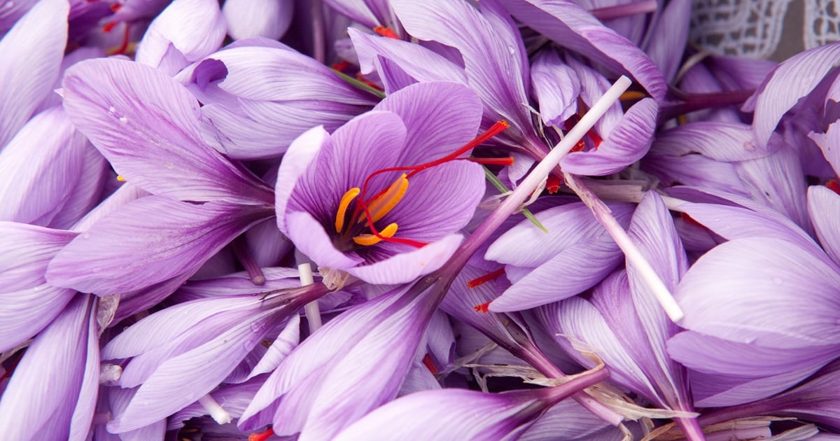 Saffron – the ancient superfood